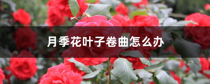 月季花葉子卷曲怎么辦