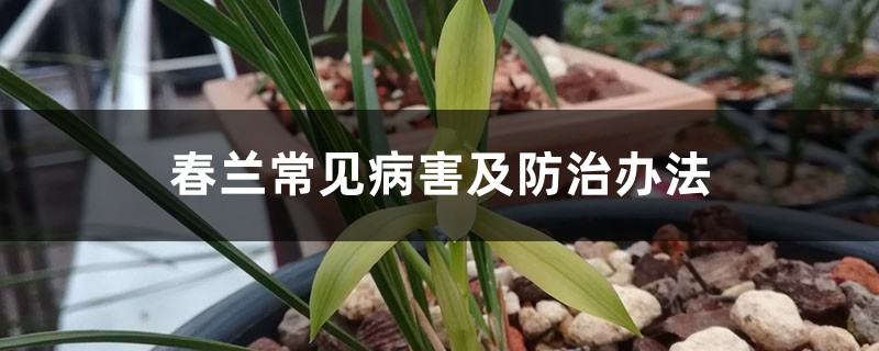 春蘭常見(jiàn)病害及防治辦法