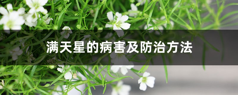 滿天星的病害及防治方法