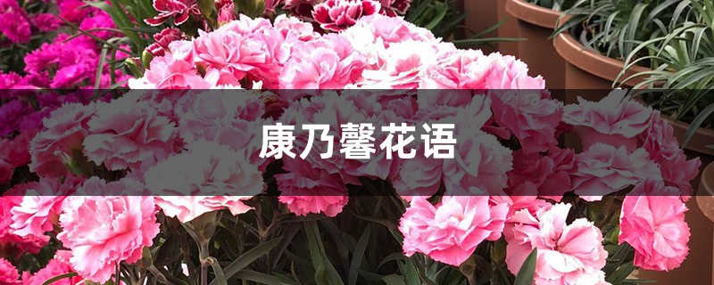 康乃馨的花語是什么，適合送什么人