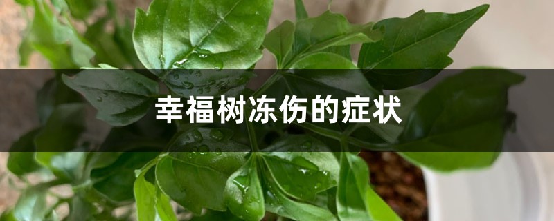 幸福樹凍傷的癥狀識別與防治