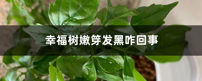 幸福樹嫩芽發(fā)黑怎么回事