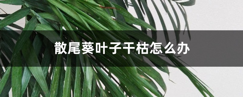 散尾葵葉子干枯怎么辦