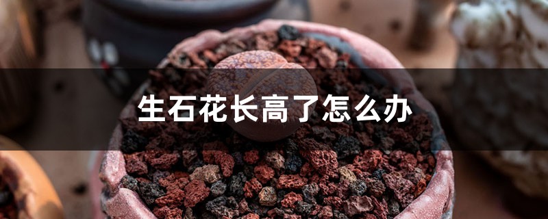 生石花長(zhǎng)高了怎么辦