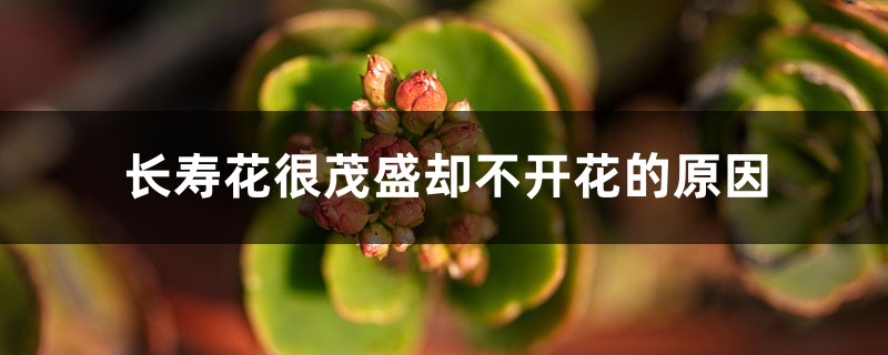 長(zhǎng)壽花很茂盛卻不開(kāi)花的原因