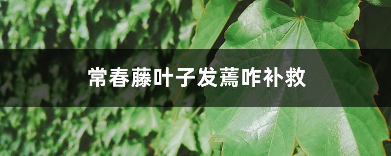 常春藤葉子發(fā)蔫咋補(bǔ)救