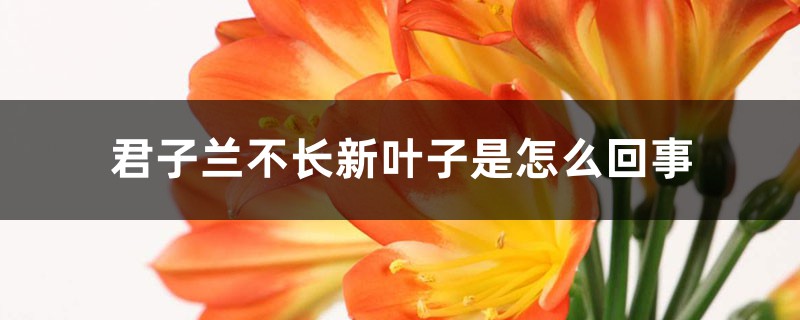 君子蘭不長(zhǎng)新葉子是怎么回事