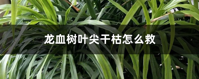 龍血樹(shù)葉尖干枯怎么救