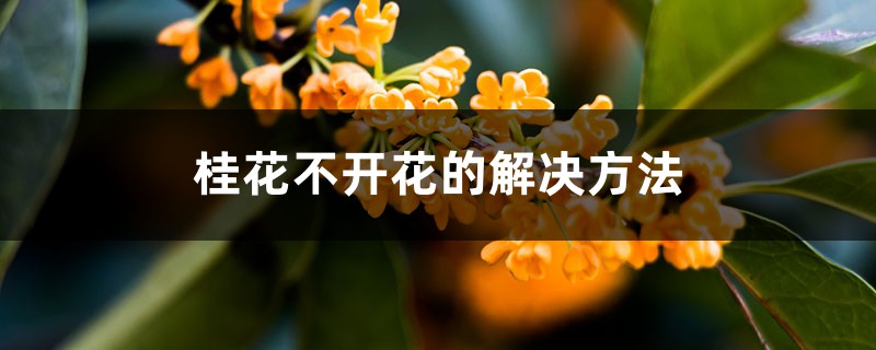 桂花不開(kāi)花的解決方法