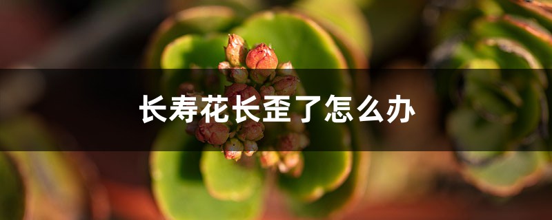 長(zhǎng)壽花長(zhǎng)歪了、長(zhǎng)太高怎么辦？