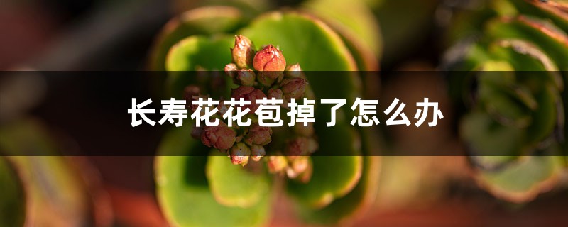 長(zhǎng)壽花不長(zhǎng)花苞、花苞掉了怎么辦？