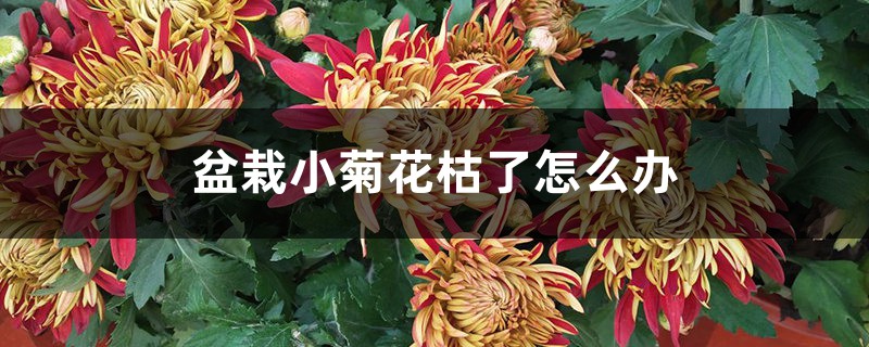 盆栽小菊花枯了怎么辦，是什么原因