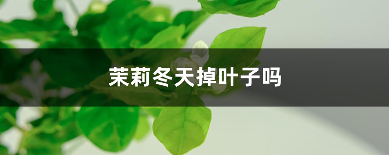 茉莉冬天掉葉子嗎