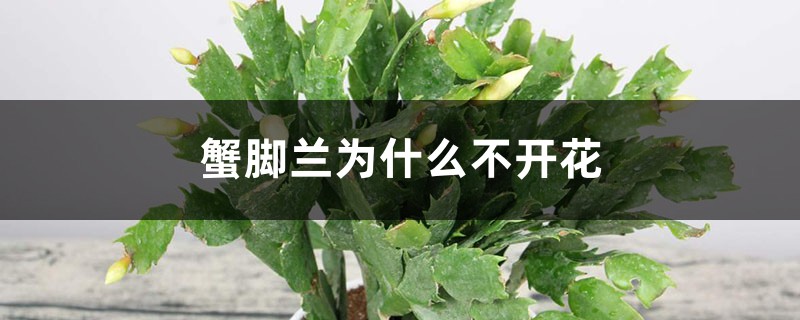 蟹腳蘭為什么不開花