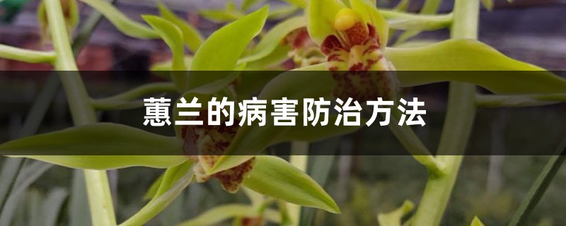 蕙蘭的病害防治方法