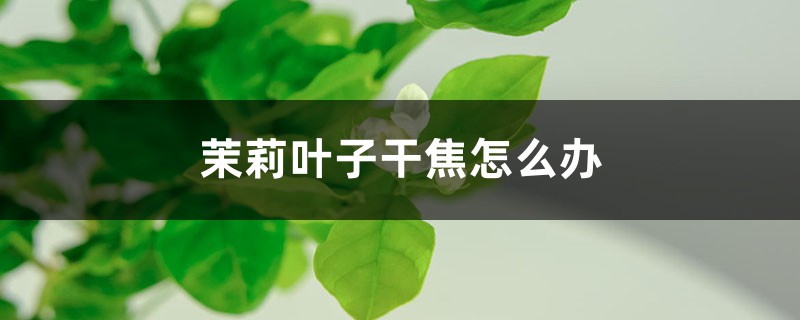 茉莉葉子干焦怎么辦