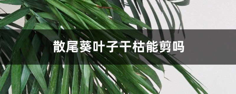 散尾葵葉子干枯能剪嗎