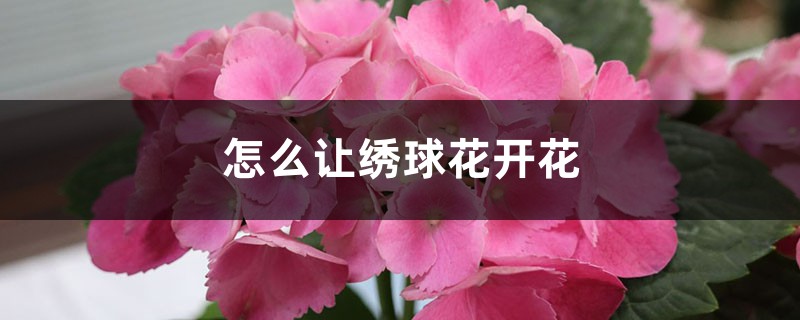 怎么讓繡球花開花，開花后怎么處理