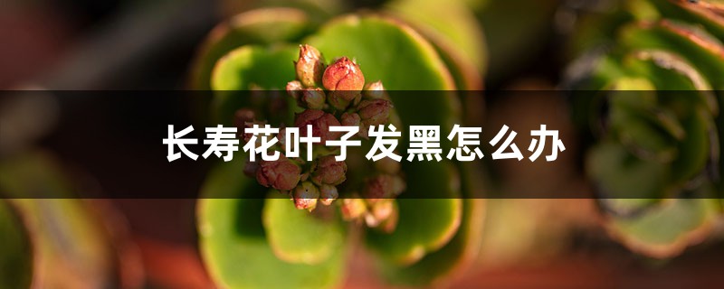 長(zhǎng)壽花葉子發(fā)黑怎么辦