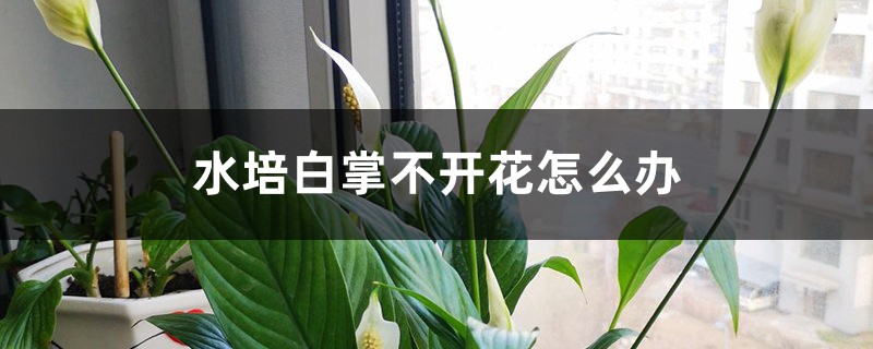 水培白掌不開花怎么辦