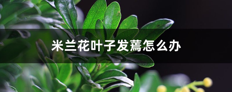 米蘭花葉子發(fā)蔫怎么辦