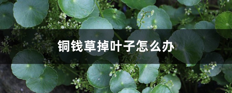 銅錢草掉葉子怎么辦