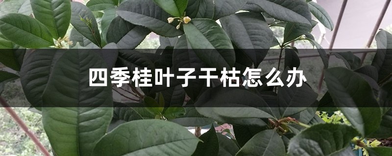 四季桂葉子干枯怎么辦