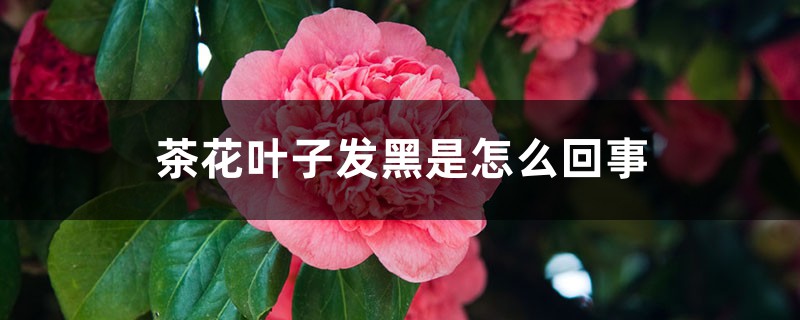 茶花葉子發(fā)黑是怎么回事