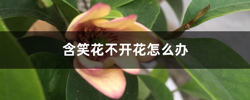 含笑花不開花怎么辦