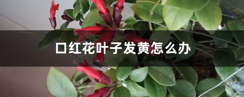 口紅花葉子發(fā)黃怎么辦