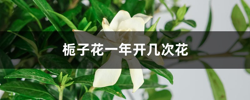 梔子花一年開幾次花，梔子花幾月開花