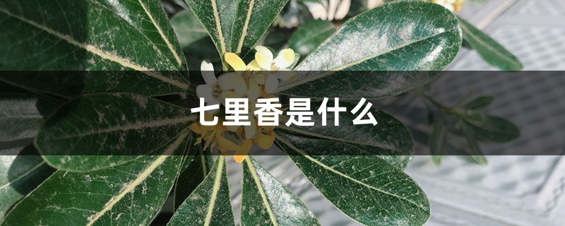 七里香是什么，七里香圖片