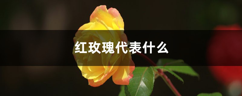 紅玫瑰代表什么，紅玫瑰圖片