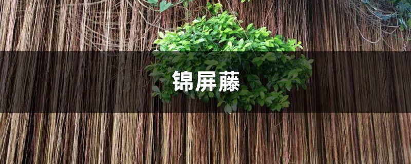 錦屏藤葉片背部有黑點(diǎn)怎么辦?這樣就不會(huì)有了！