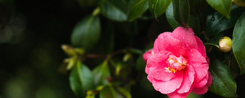 鳳仙花和茶花鳳仙的區(qū)別