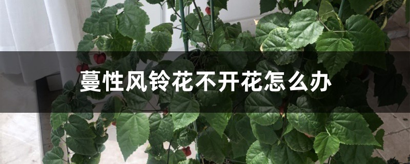 蔓性風(fēng)鈴花不開(kāi)花怎么辦