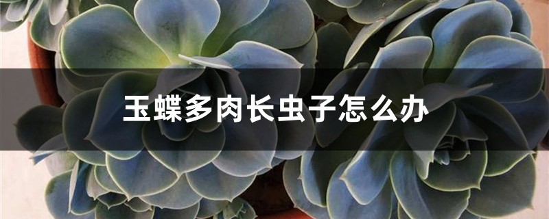 玉蝶多肉長(zhǎng)蟲(chóng)子怎么辦