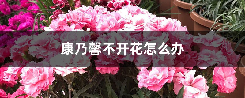 康乃馨不開(kāi)花怎么辦