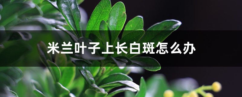 米蘭葉子上長(zhǎng)白斑怎么辦