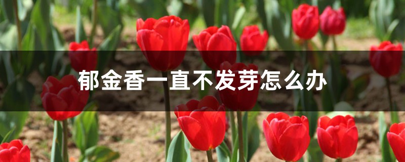 郁金香一直不發(fā)芽怎么辦