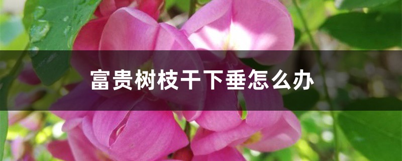 富貴樹(shù)枝干下垂怎么辦