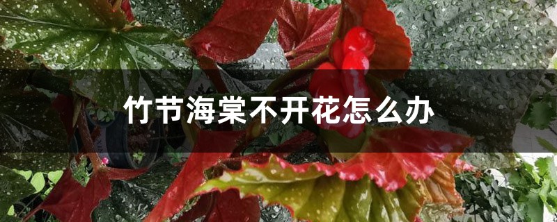 竹節(jié)海棠不開花怎么辦