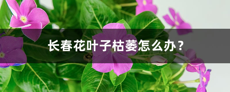 長春花葉子枯萎怎么辦？