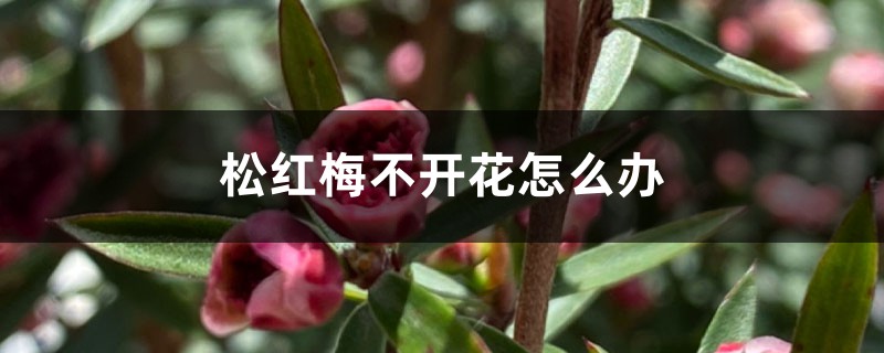 松紅梅不開(kāi)花怎么辦