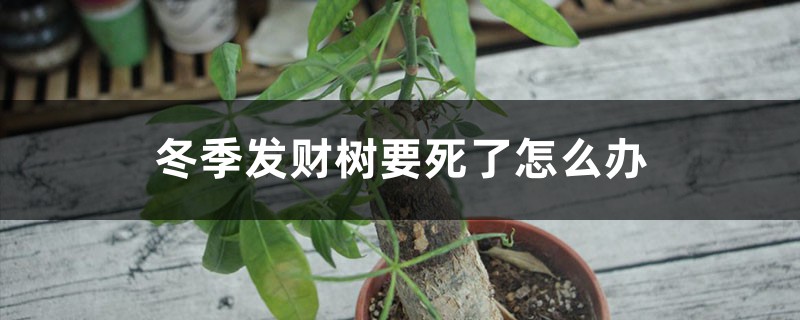 冬季發(fā)財樹要死了怎么辦