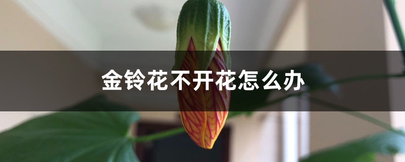 金鈴花不開花怎么辦