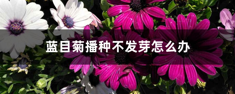 藍目菊播種不發(fā)芽怎么辦