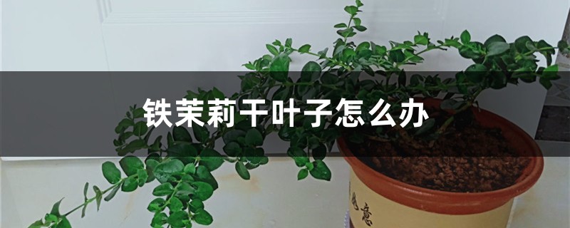 鐵茉莉干葉子怎么辦