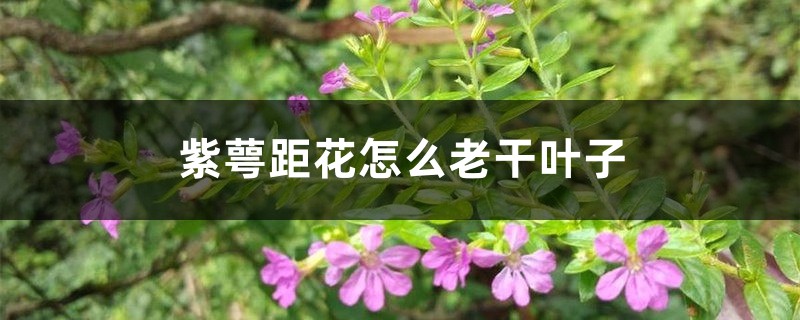 紫萼距花怎么老干葉子