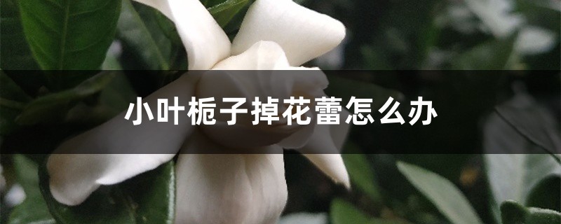 小葉梔子掉花蕾怎么辦